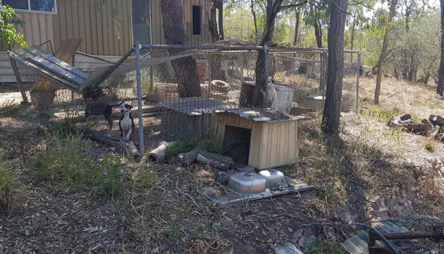 bull terrier rspca queensland inspectorate raid